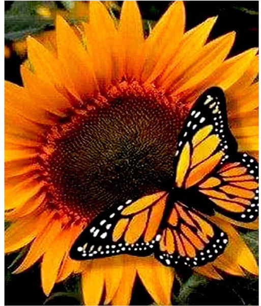 5D Diamond Painting Butterfly On Sunflower Paint with Diamonds Art Crystal Craft Decor