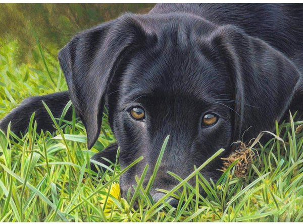 5D Diamond Painting Puppy On The Grass Paint with Diamonds Art Crystal Craft Decor