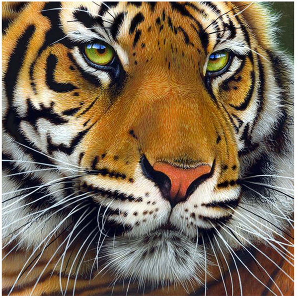 Bengal Tiger Animal - 5D Diamond Painting 