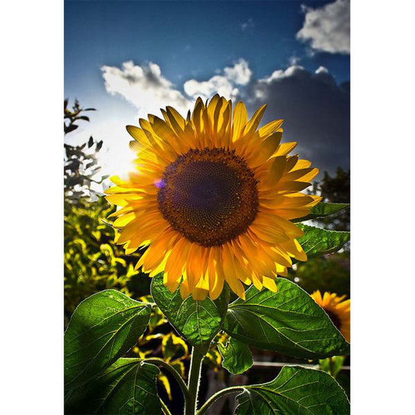 5D DIY Custom Home Wall Fecor Art Shaped Crystal Diamond Painting  Sunflowers for Adult - China Crystal Diamond Painting Sunflowers for Adult  and 5D Sunflowers Picture price